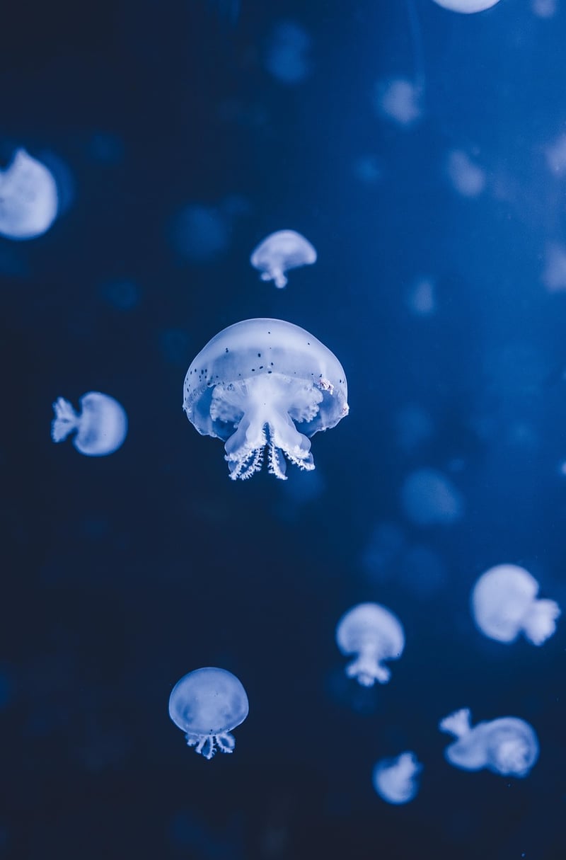 Bioluminescent Jellyfish